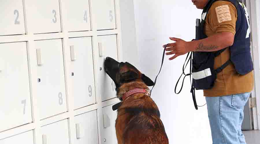 Sack perro guardián de la PrepaTec Querétaro