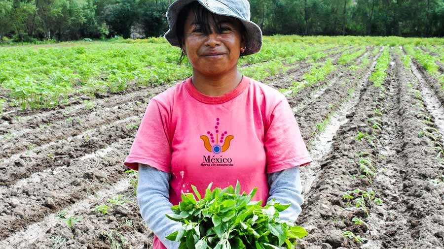 Proyecto de uso de hoja de amaranto