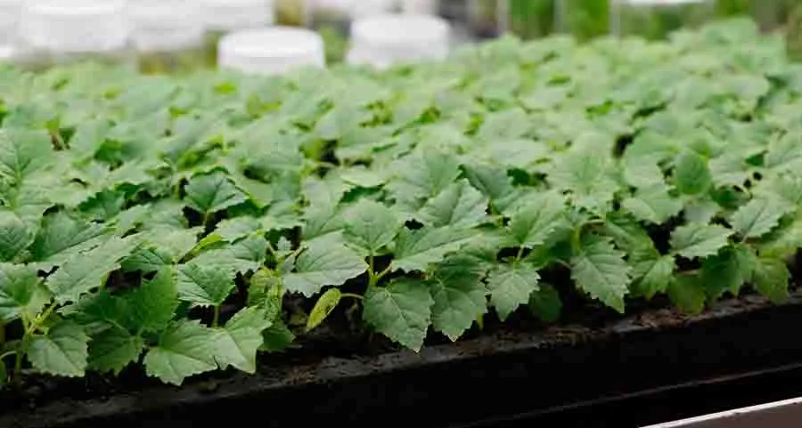 El  profesor Dr. Ashutosh Sharma del Tec Campus Querétaro, trabaja en conjunto con Materra Forestal en el desarrollo y construcción del primer laboratorio sobre ruedas del país.