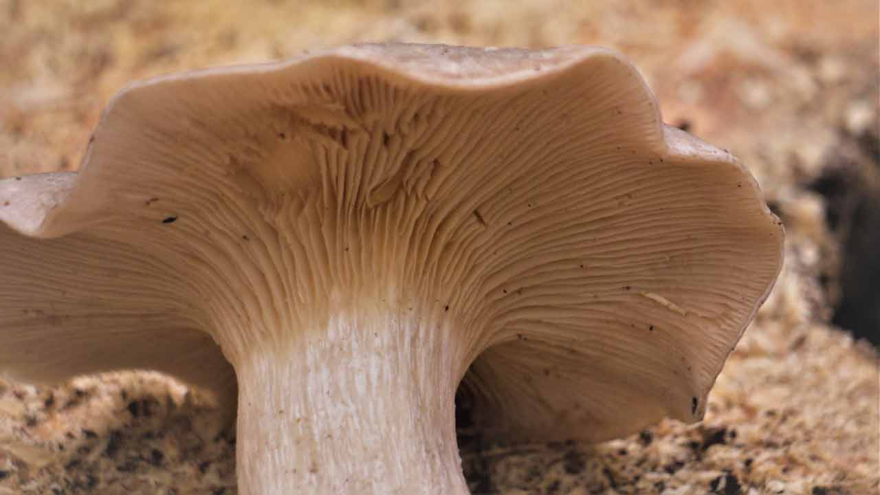 La investigación comenzó a partor de el hongo preurotus ostreatus