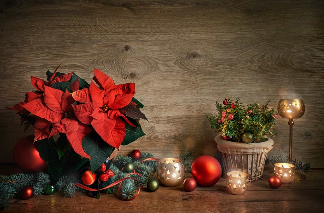 La Flor de Nochebuena es una planta considerada como un legado de México para el mundo.