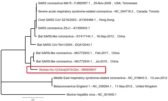 coronavirus