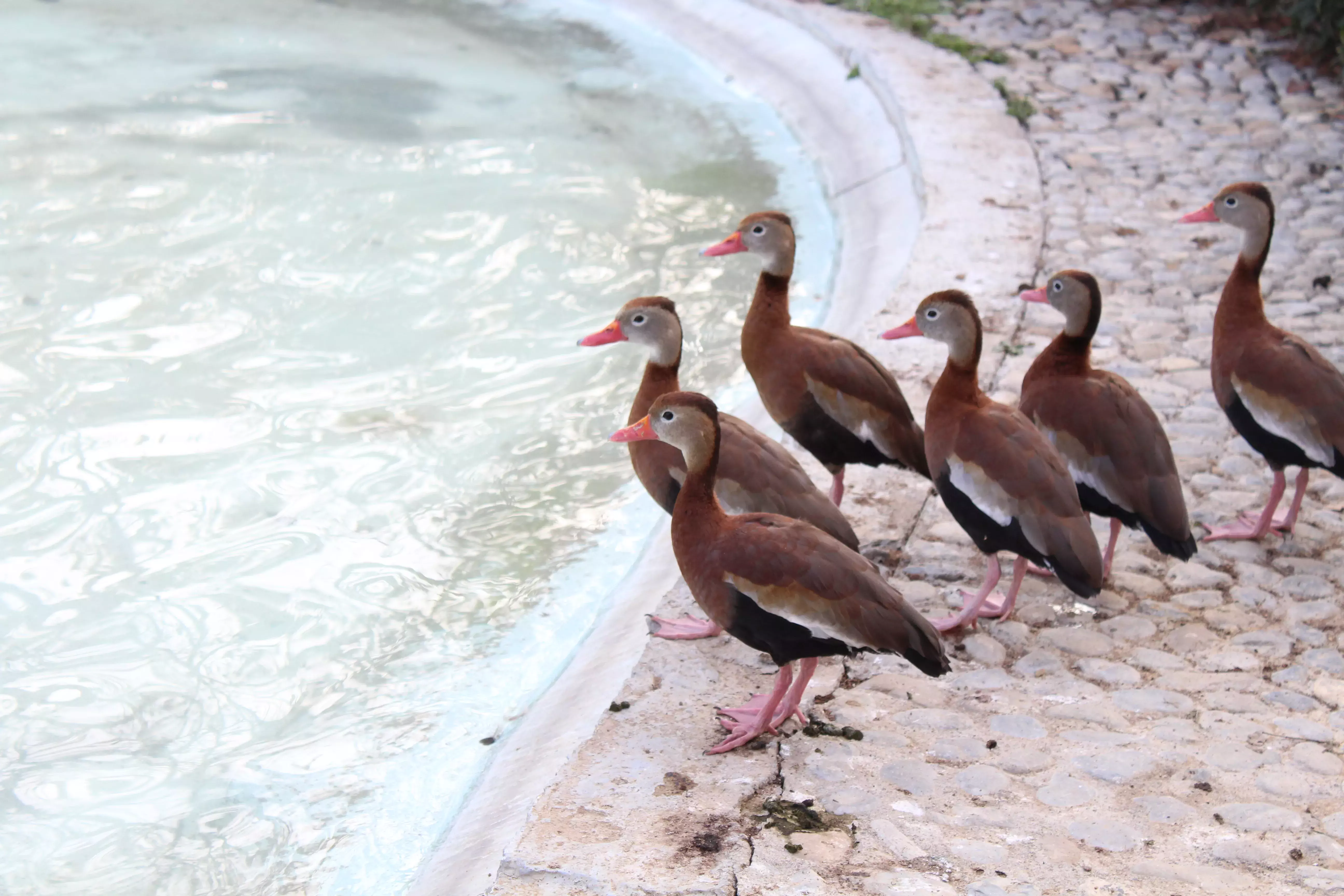 Pijijis a la orilla del lago