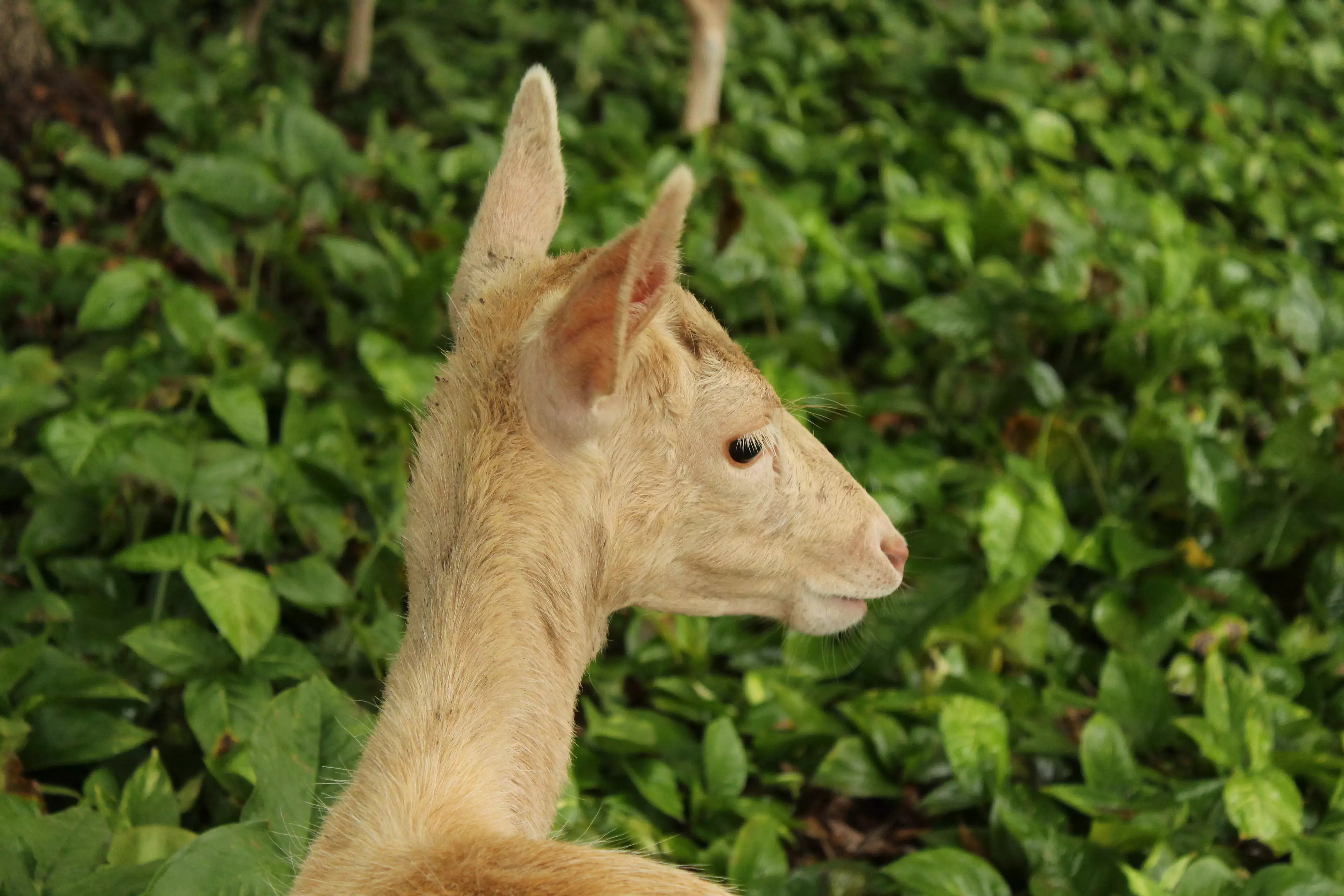 Venado 