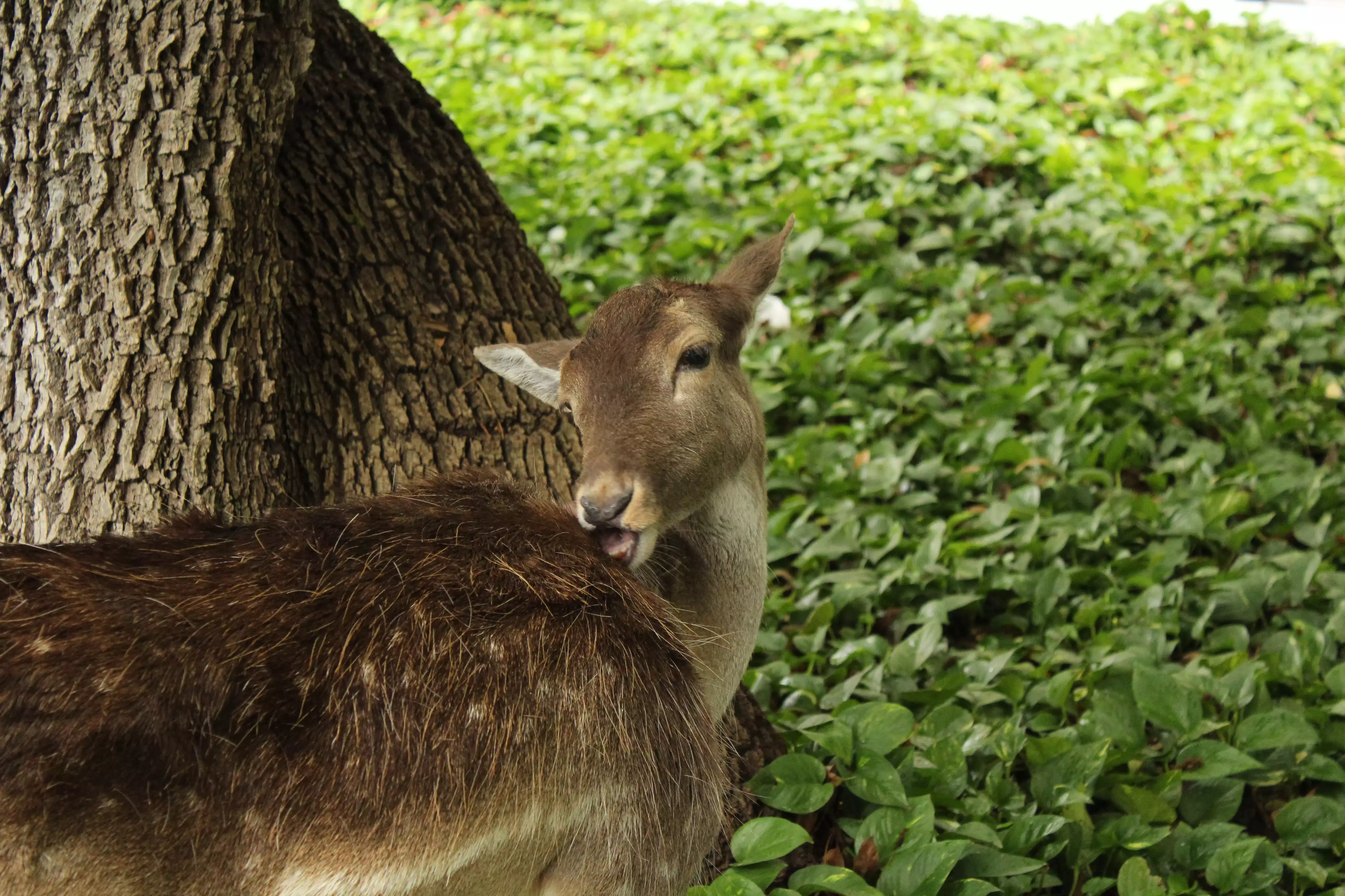 Venado