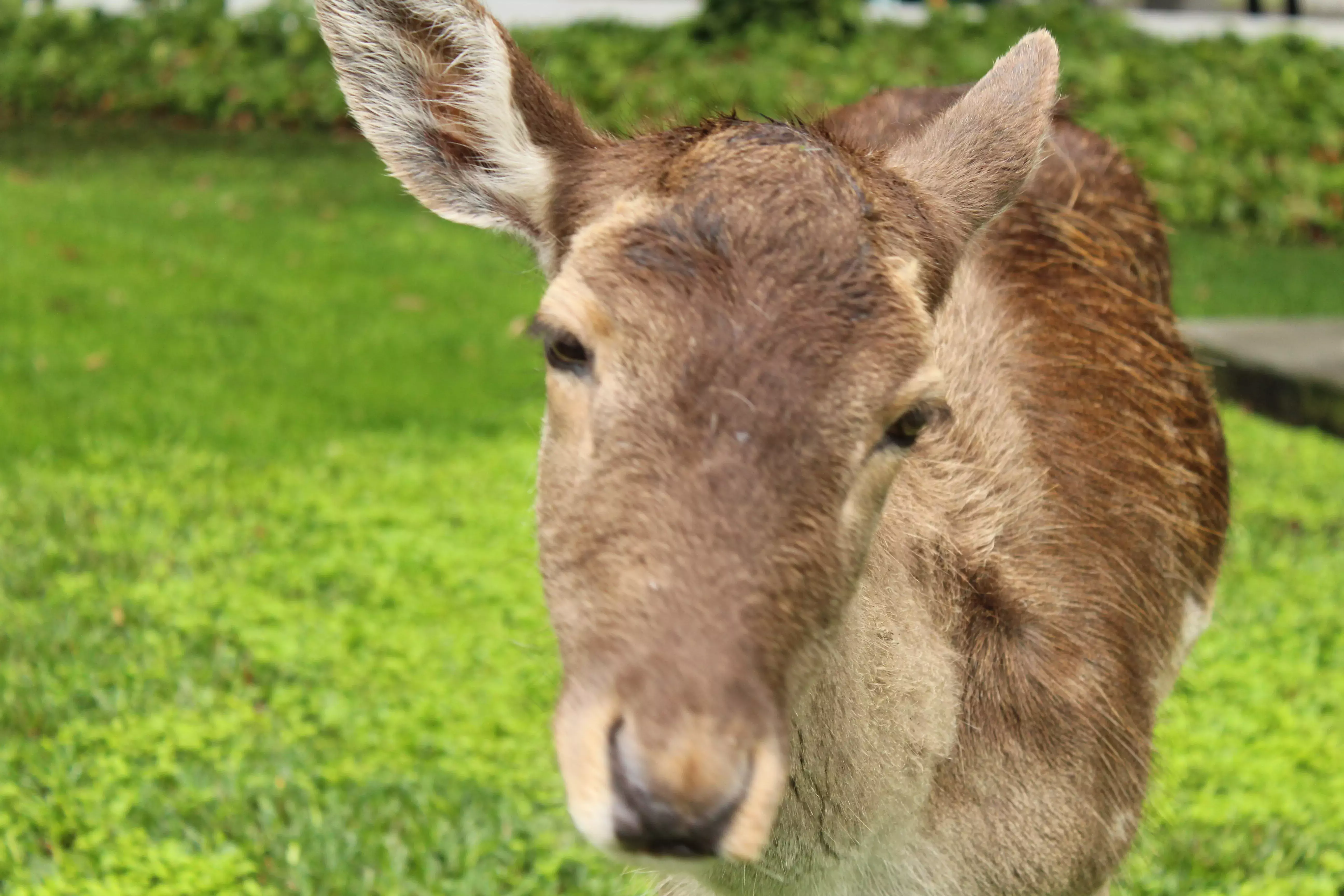 Venado