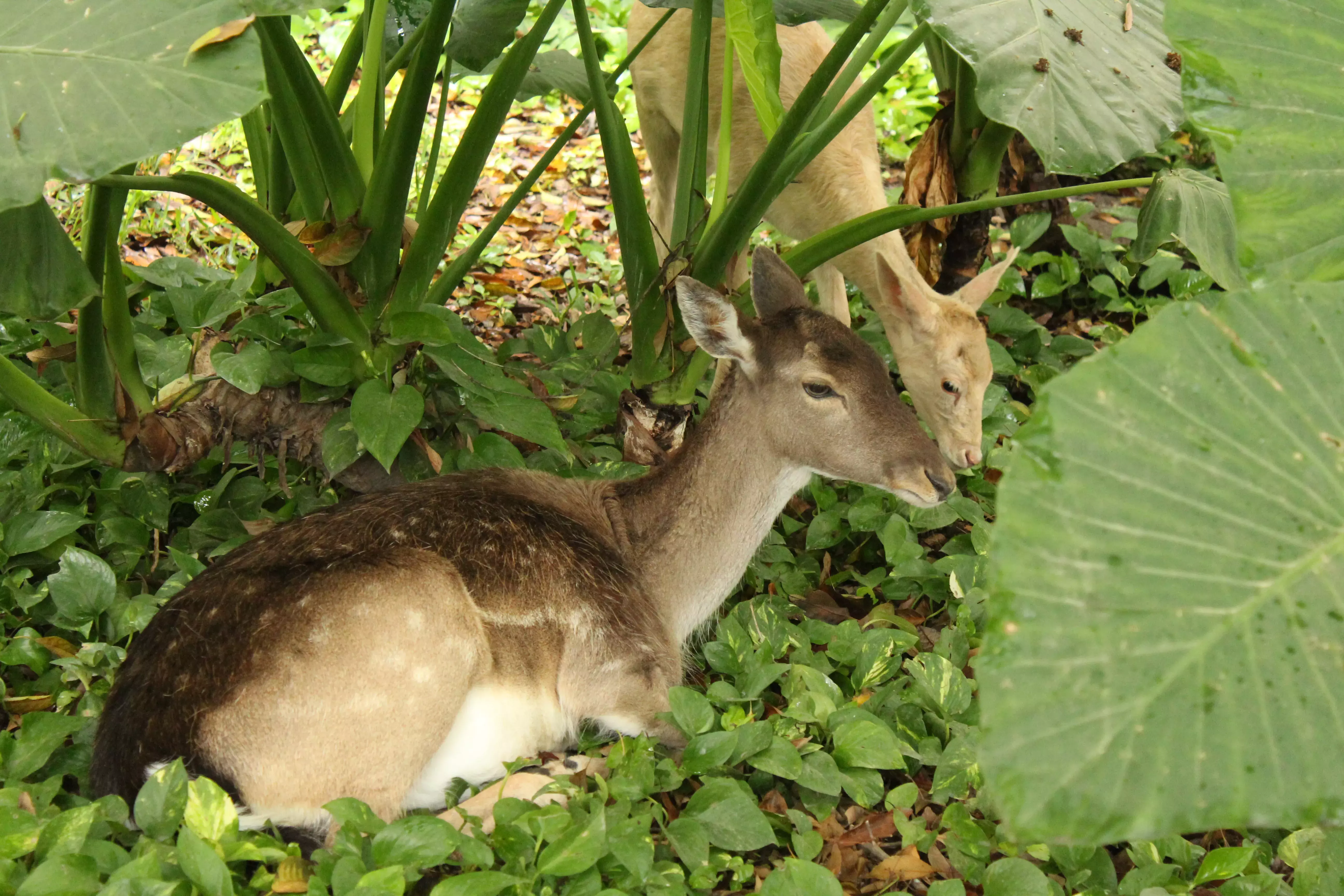 Venado en el pasto