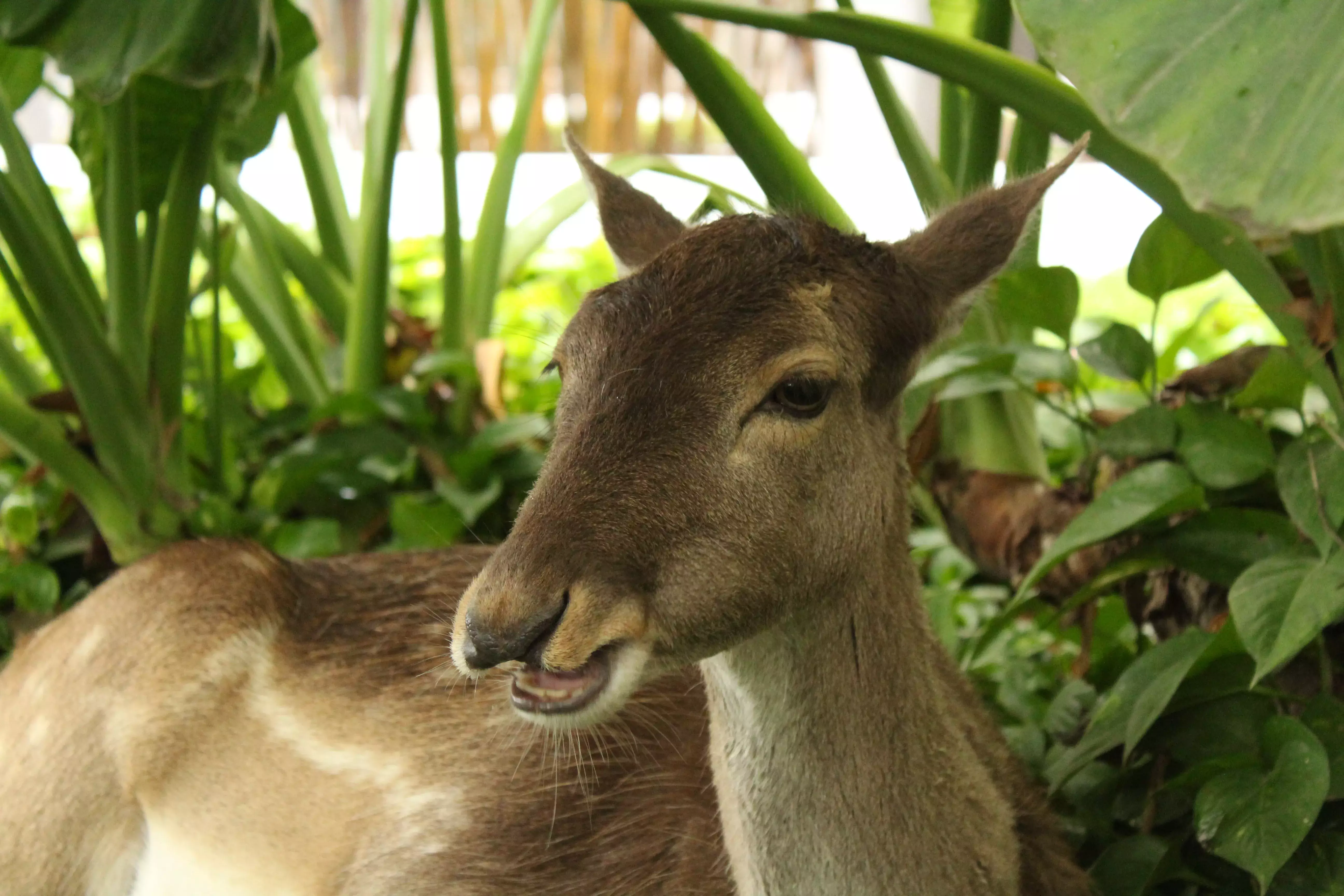 Venado