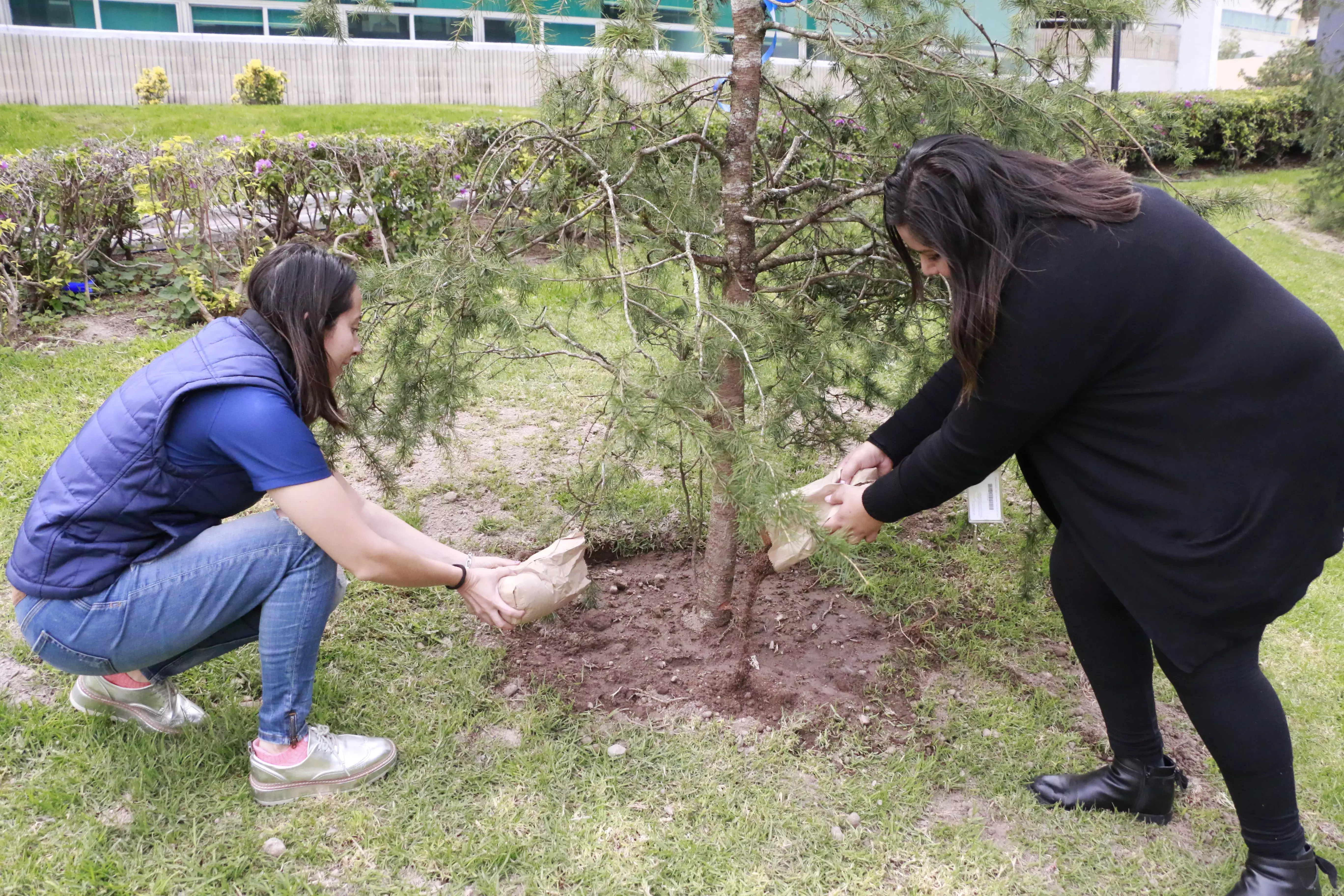 Alumnos arrojando tierra a uno de los arboles del jardín de las carreras