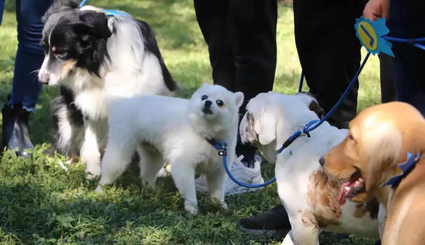 En el Jardín de las Carreras del campus Monterrey fue donde convivieron los perritos.