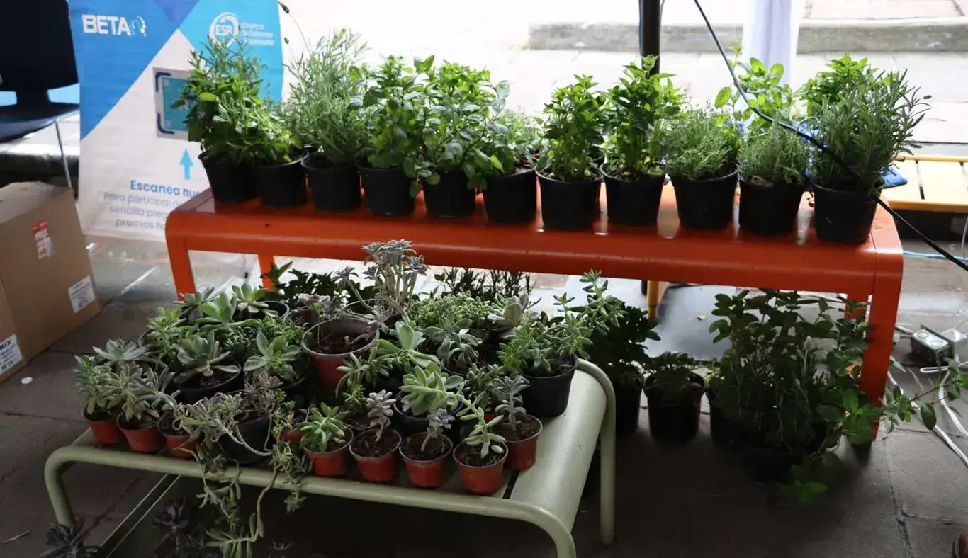 Plantas para la comunidad Tec que deja materiales de reciclaje. 