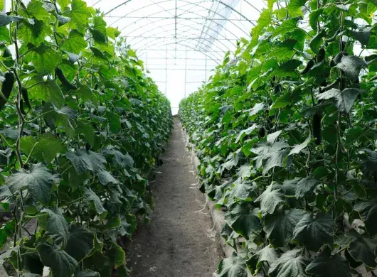 Estudiante diseña biocontrol sustentable en invernadero del Tec de Monterrey campus Querétaro