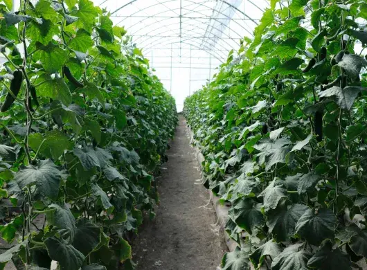 Estudiante diseña biocontrol sustentable en invernadero del Tec de Monterrey campus Querétaro