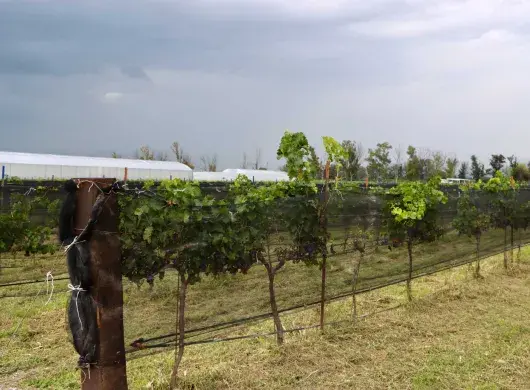 El Tec Campus Querétaro inauguro sistema de operación del viñedo inteligente
