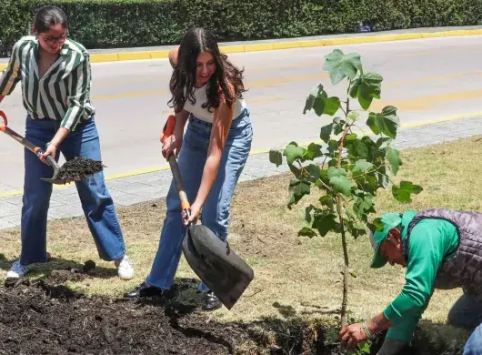 Comunidad de PrepaTec Santa Fe planta árbol de manitas, especie amenazada