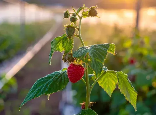 Estudiantes del Tec Guadalajara predicen con IA uso agropecuario de agua.