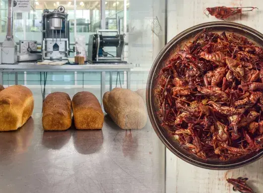 Profesora investigadora del Tec de Monterrey desarrolla panes con harina de insectos