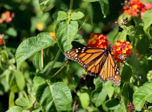 Mariposas monarca, Tec de Monterrey.