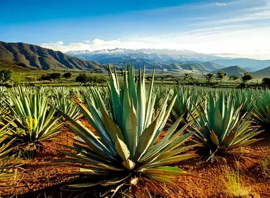 Simposio Agave en el Tec en Guadalajara para analizar la emisión de residuos tequileros.