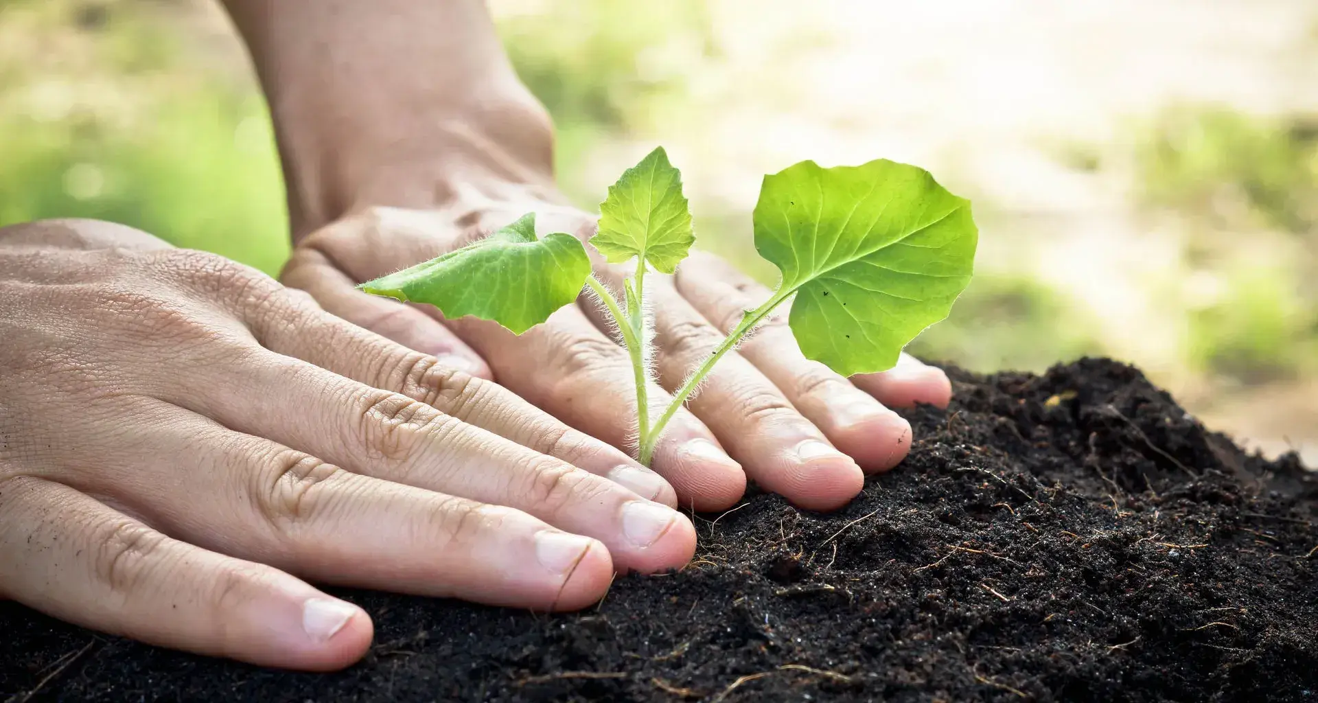 Siembra tu planta "Sep!a"