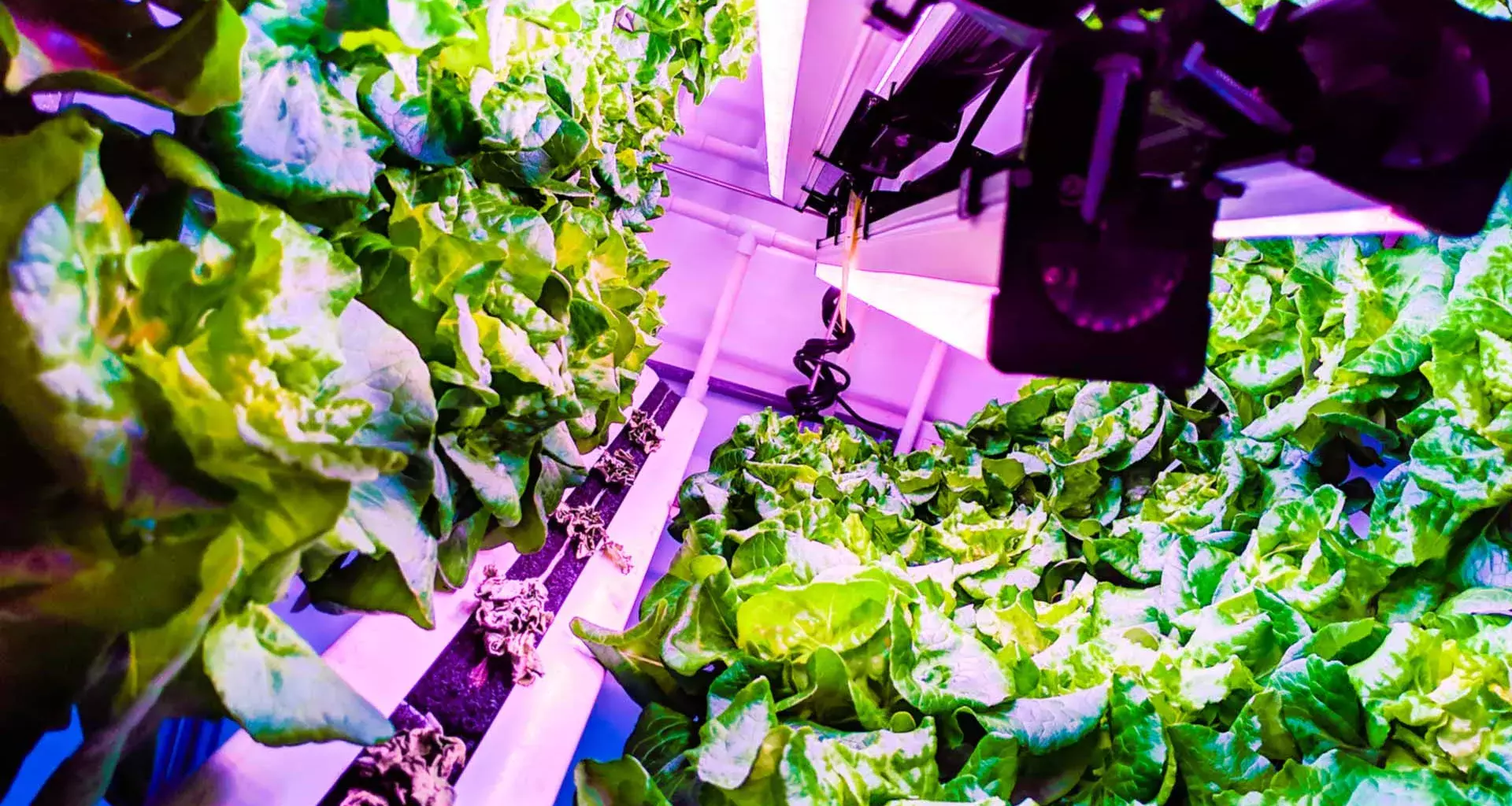 Verde Compacto es una empresa de agricultura vertical creada por egresados del Tec de Monterrey