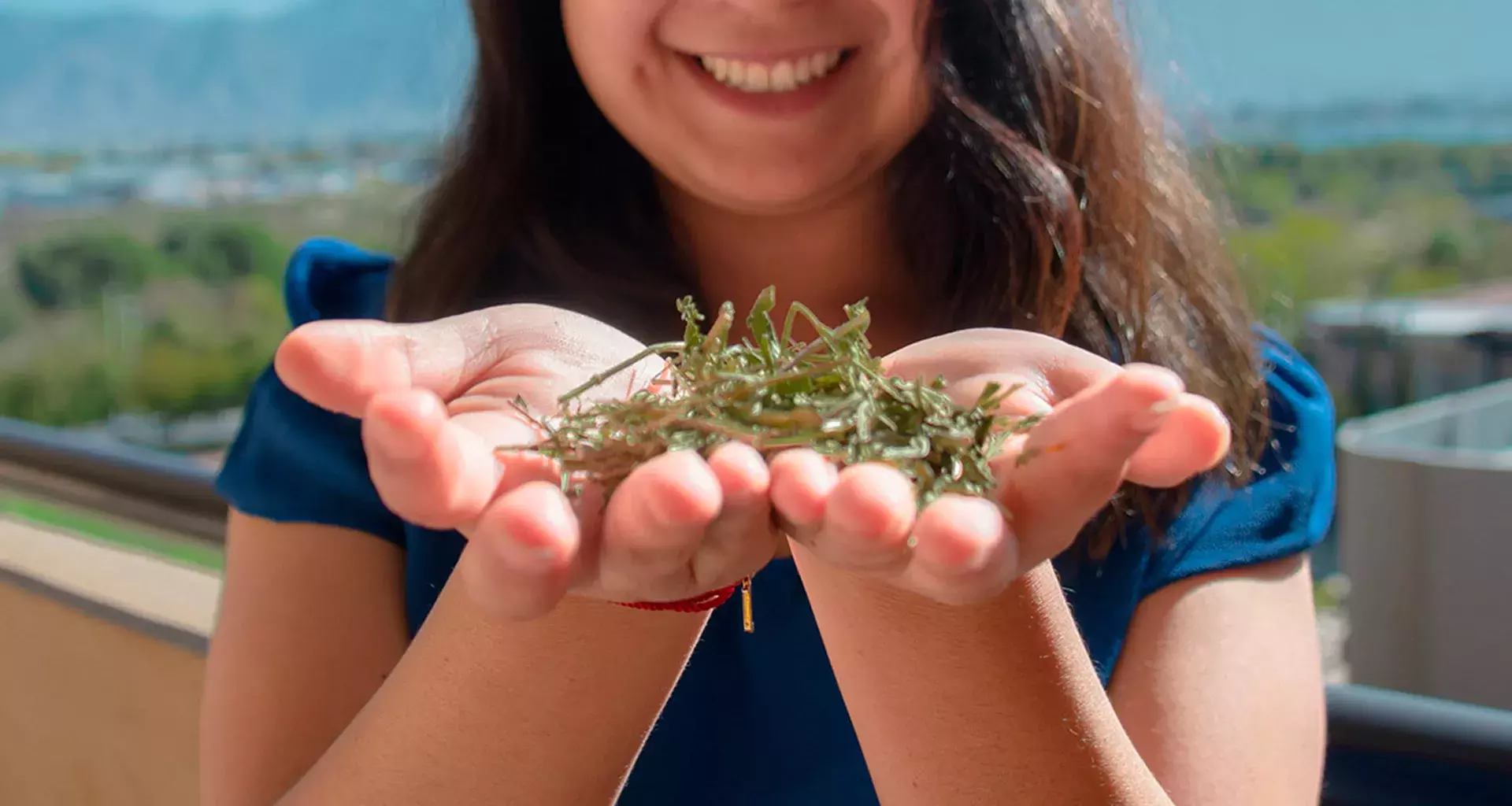 Muestra de plantas cultivadas y recolectadas por comunidades indígenas con las que se hacen los tés de Tezi 