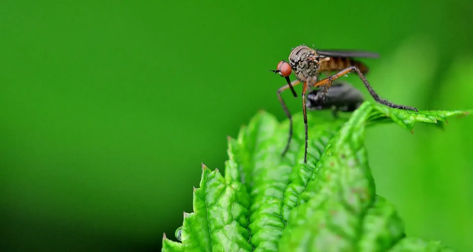 Investiga Tec mosquitos en el aeropuerto de Guadalajara 