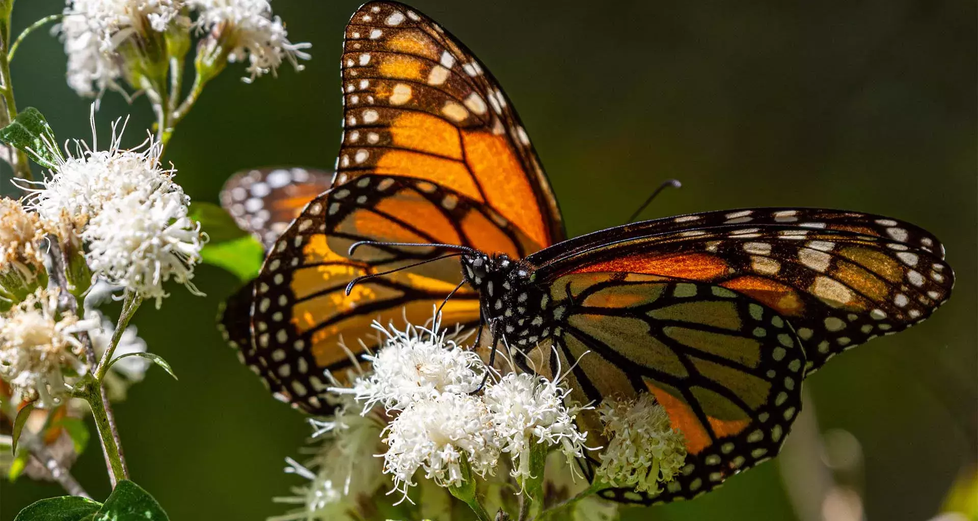 mariposa monarca sobre flores