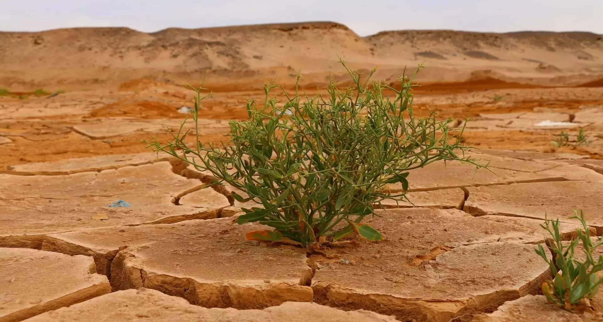 Por su apoyo a frenar el cambio climático Teresita Alcántara recibió el Premio Mujer Tec 2021 en la categoría Medio Ambiente