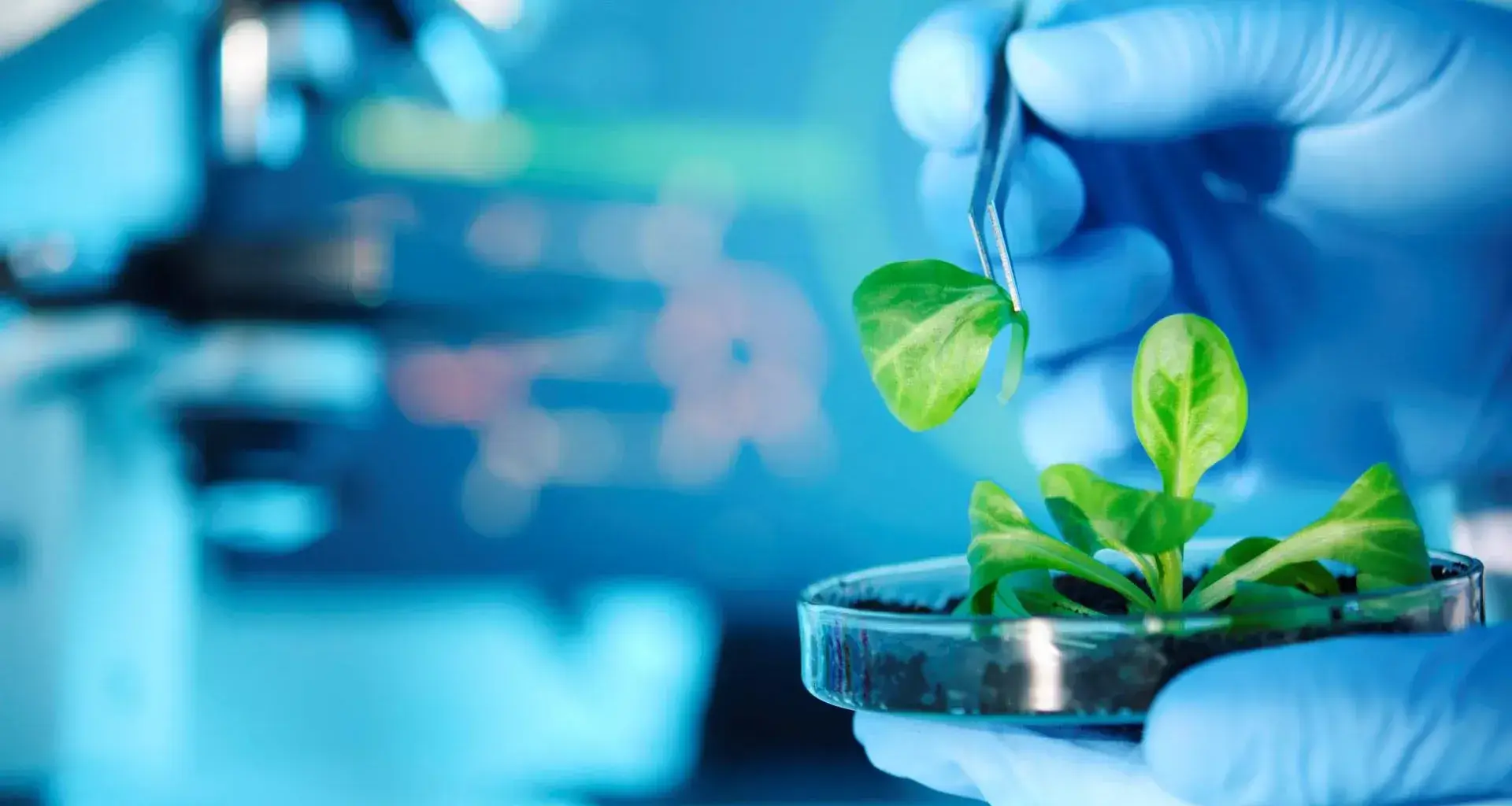 Logran patente por investigación enfermedad oftalmológica planta medicinal mexicana