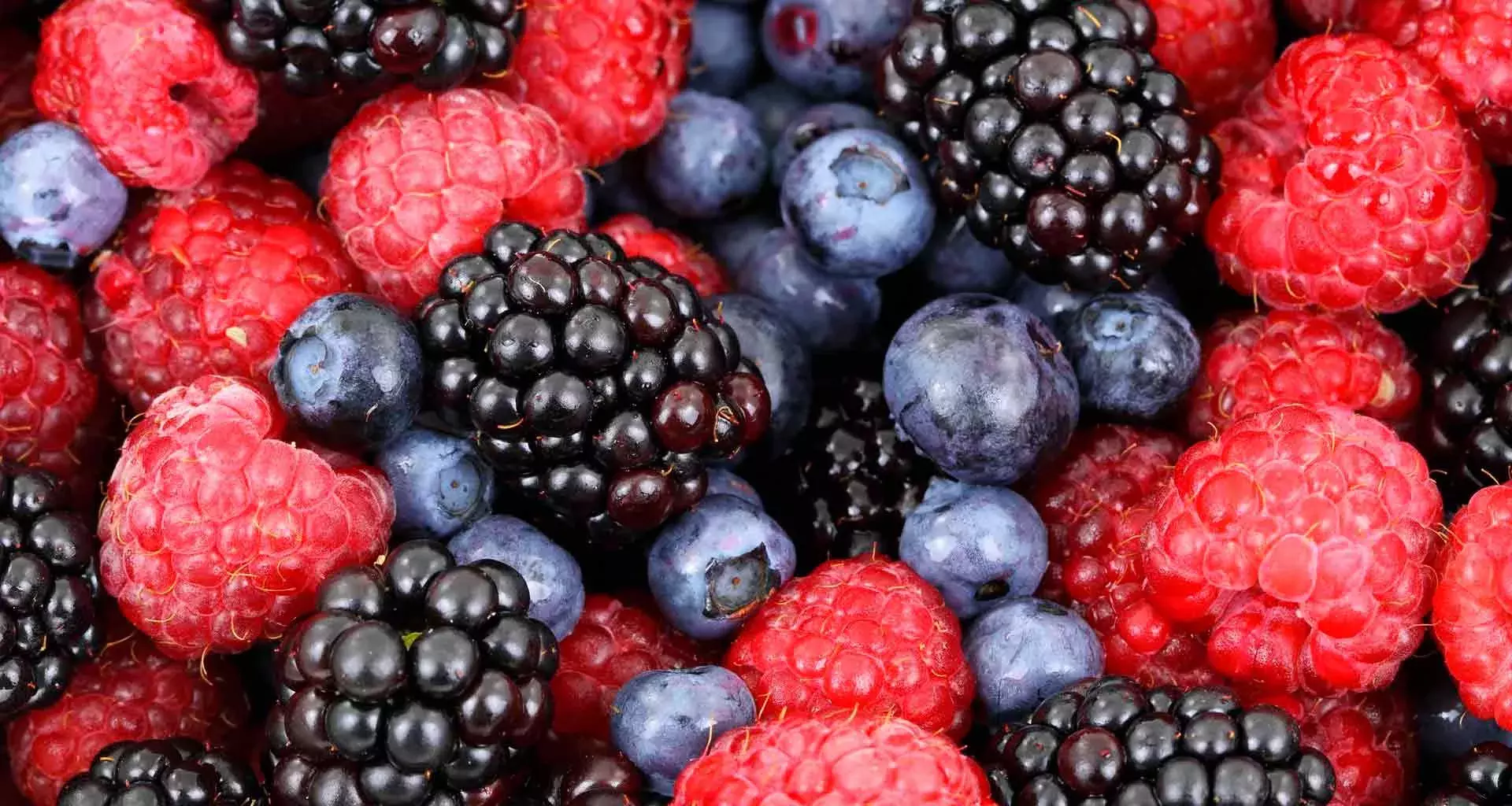 Investigación del Tec Guadalajara ayuda a mejorar la producción de berries. 