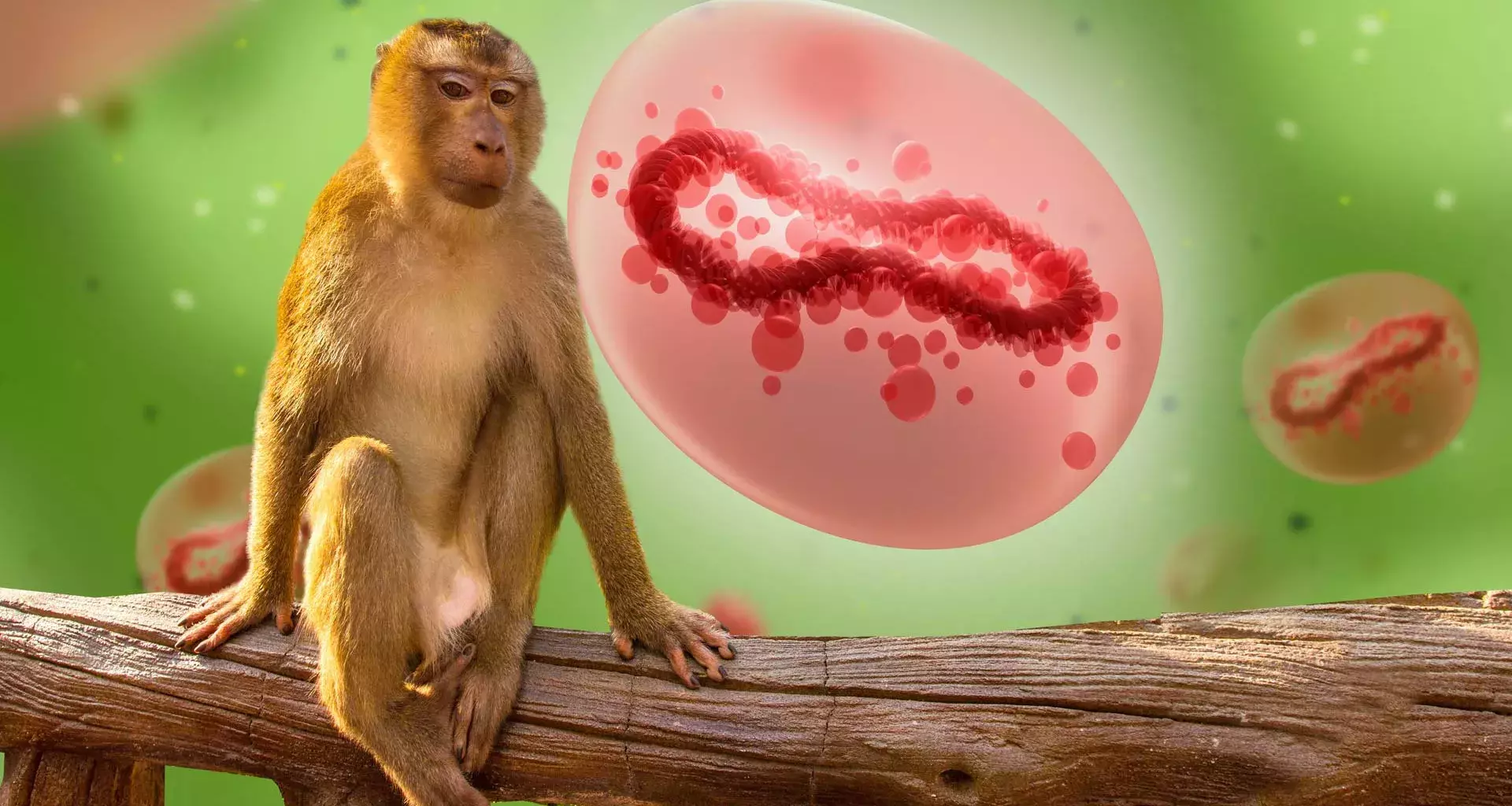 ¿Qué implica que la viruela del mono sea emergencia mundial?