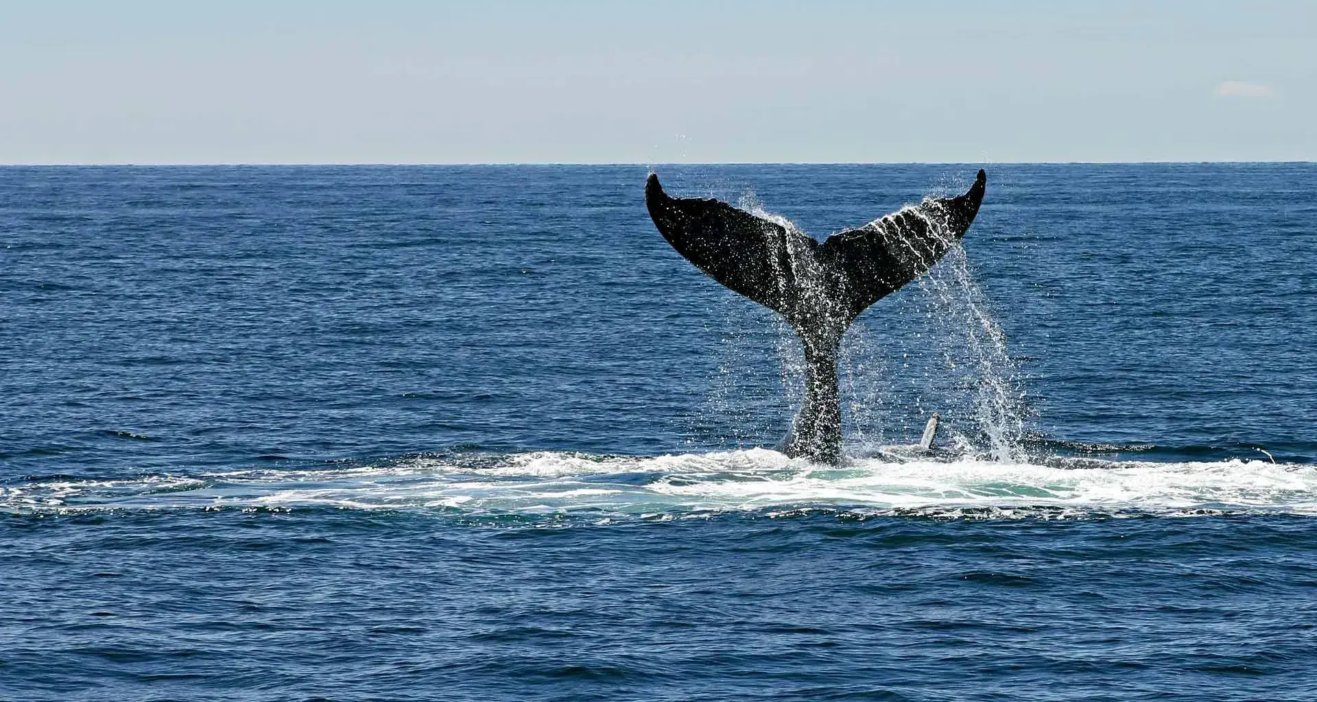 Servicio Social del Tec de Monterrey busca salvar ballenas de Guerrero