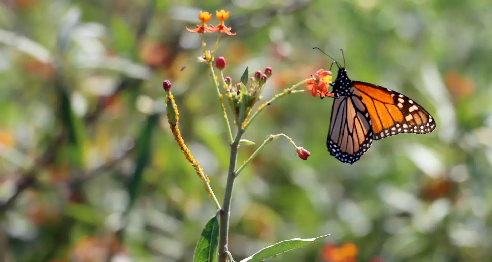 La mariposa monarca come asclepia cultivada en el campus Monterrey.