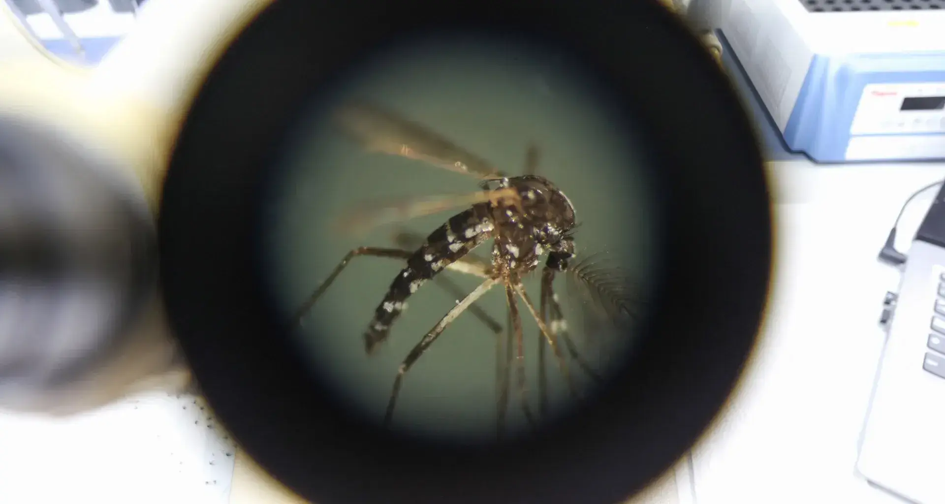 Mosquito transmisor vector dengue, síntomas, medidas de prevención
