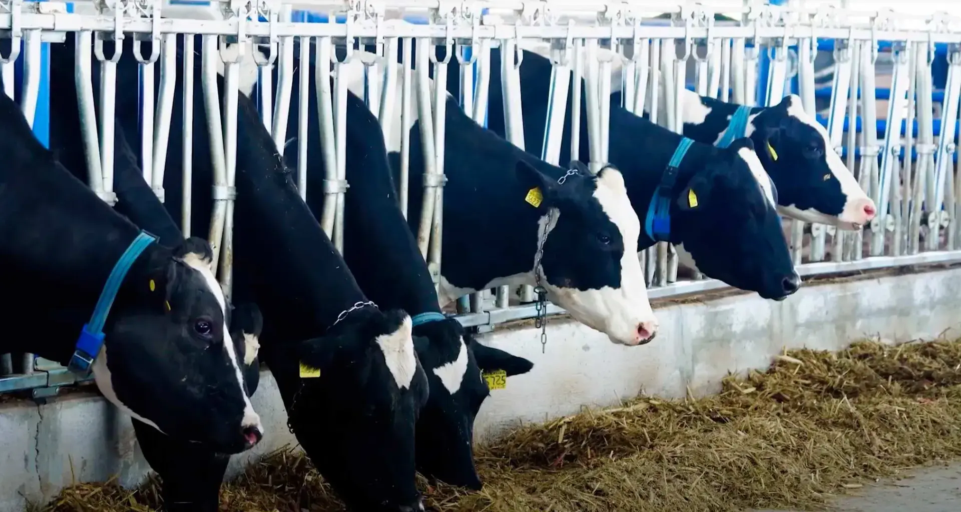 Campo Agro Experimental del Tec Qro premiado por su producción lechera y tecnología