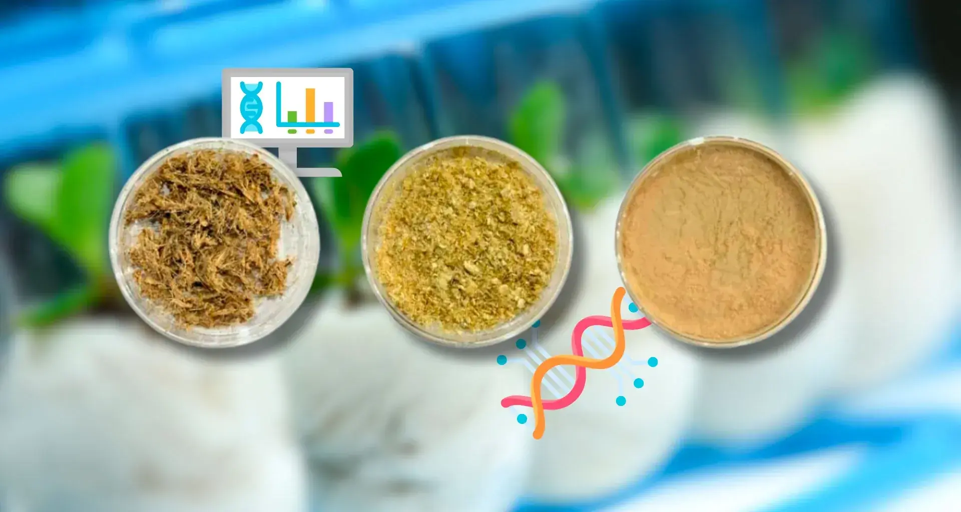 Va-Nano es un proyecto desarrollado por EXATEC del campus Querétaro que consiste en un biopolímero obtenido a partir de residuos de plátano.