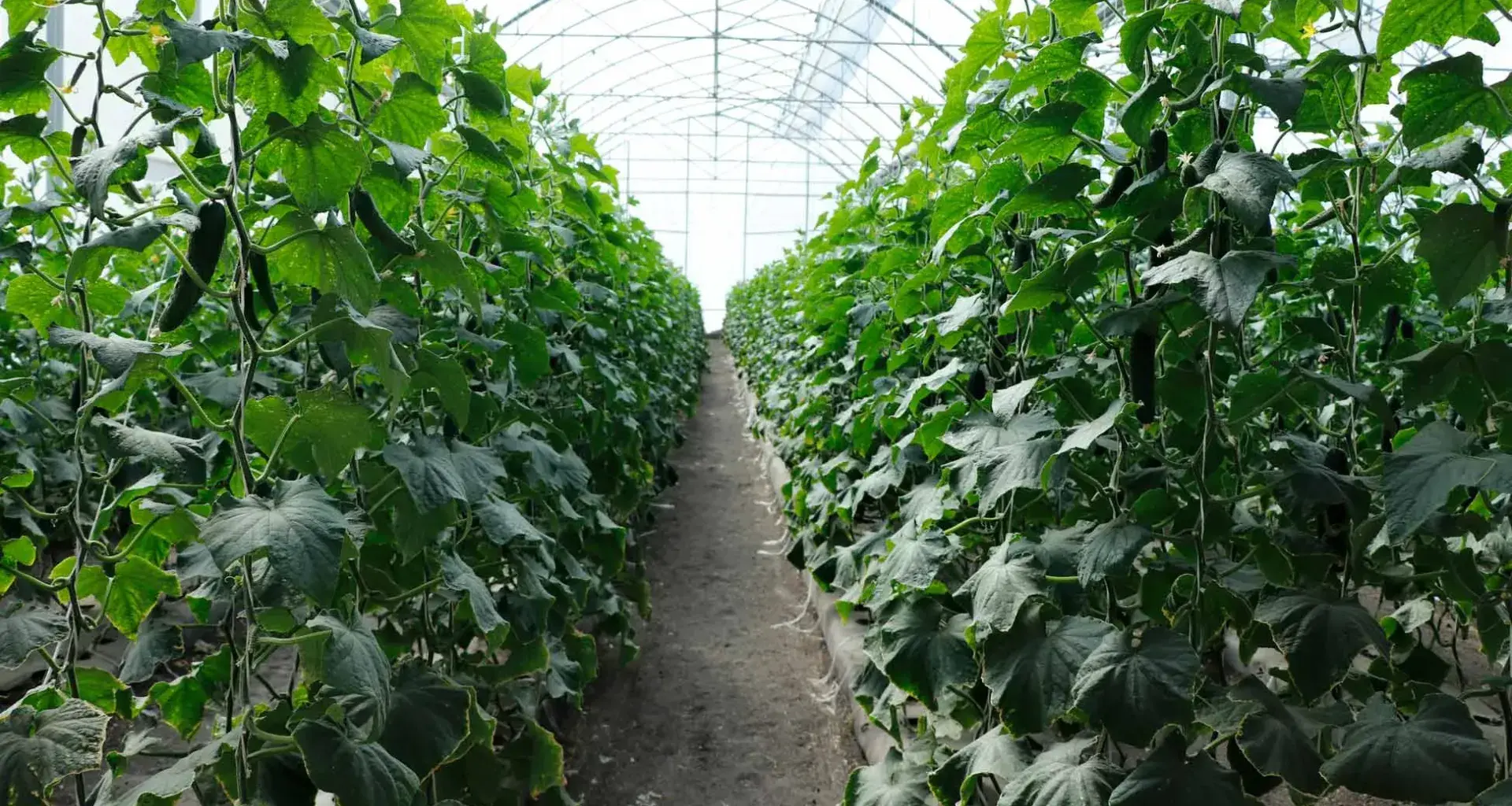 Estudiante diseña biocontrol sustentable en invernadero del Tec de Monterrey campus Querétaro