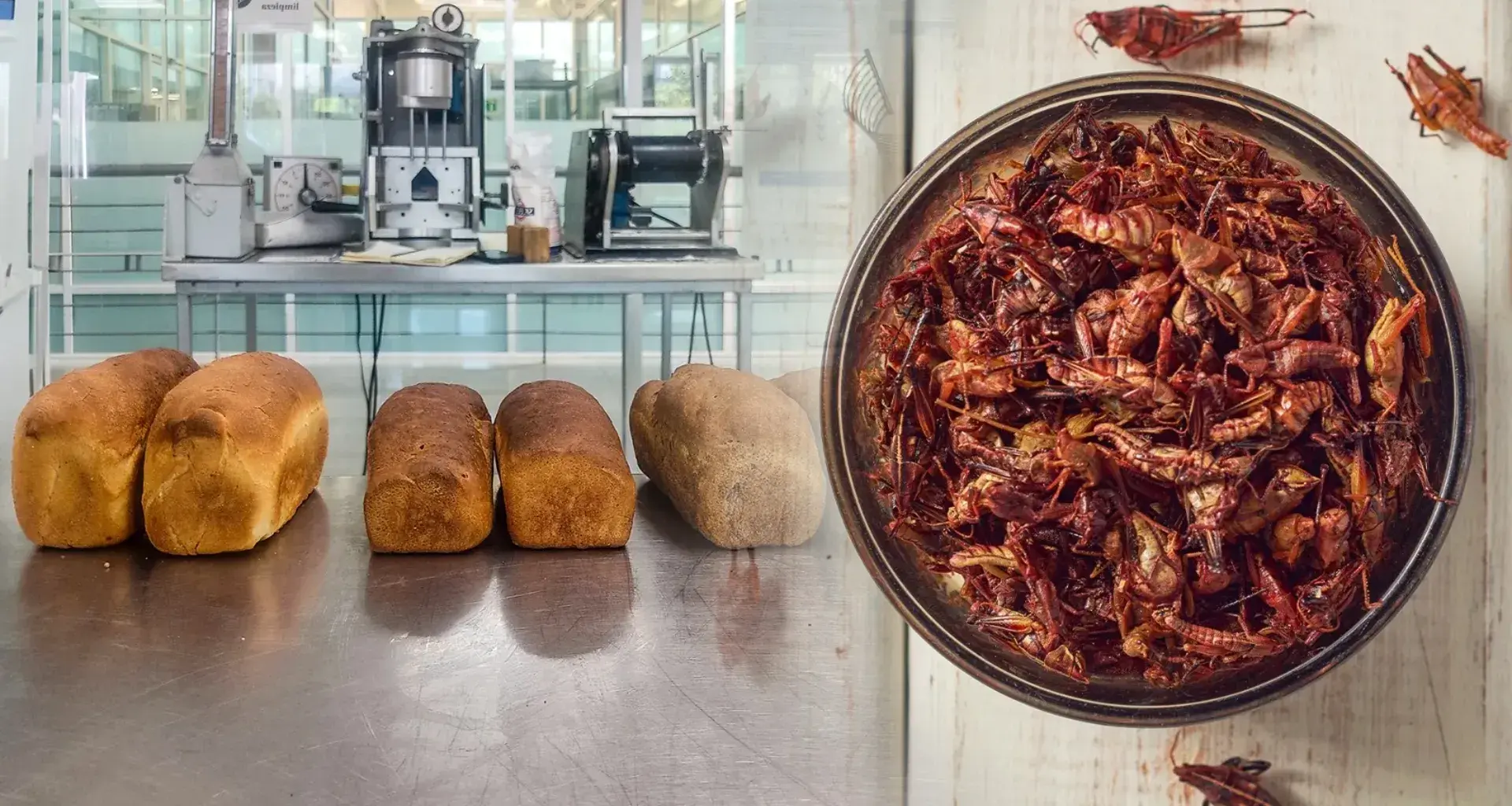 Profesora investigadora del Tec de Monterrey desarrolla panes con harina de insectos