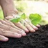 Siembra tu planta "Sep!a"