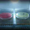 Crea mexicano prototipo de incubadora más eficiente 