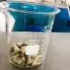 Un pequeño montón de colillas en un recipiente de laboratorio y estudiantes en proceso de transformación.