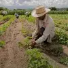 Hombre trabajando en agricultura