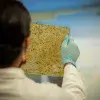 Estudiantes Tec crean plástico biodegradable de piña