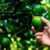 El precio del limón se disparó en México debido a diversas causas como la inflación y la temporalidad.