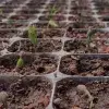 Proyecto de sostenibilidad por EXATEC de campus Querétaro