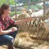 Alumna Tec alimenta a borrego en la Ruta de la Leche del Verano en Ciudad Obregón
