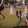 Perros, Tec Estado de México