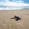 Tortuga marina caminando sobre la arena hacia el agua