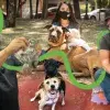 Refugio para perros y gatos de alumna del Tec